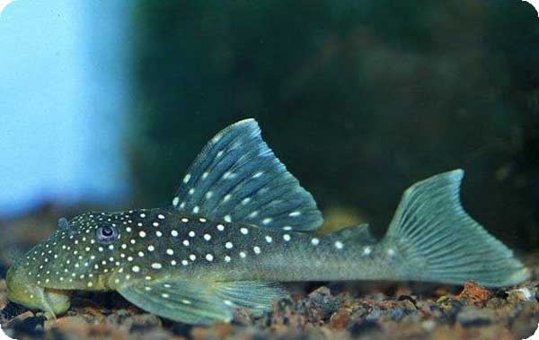 L128 Blue Phantom Pleco - 2-3 inch L128 Blue Phantom Pleco - 2-3 inch